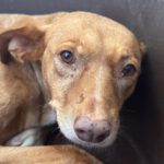 Podenco Lola, 08/2018, ca. 40 cm