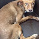 Podenco Lola, 08/2018, ca. 40 cm
