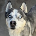 Siberian Husky Lolo, 12/2019, ca. 65 cm