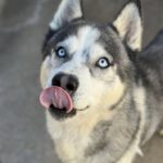 Siberian Husky Lolo, 12/2019, ca. 65 cm