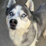 Siberian Husky Lolo, 12/2019, ca. 65 cm