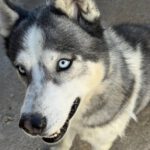 Siberian Husky Lolo, 12/2019, ca. 65 cm