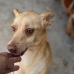 Podenco Lorena, 05/2024, Endgröße ca. 40 cm