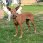 Podenco Louise, 08/2020, ca. 45 cm, 96148 Baunach