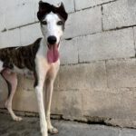 Galgo Luar, 02/2024, ca. 70 cm