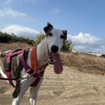 Galgo Luar, 02/2024, ca. 70 cm