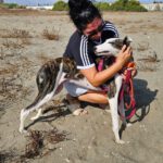 Galgo Luar, 02/2024, ca. 70 cm