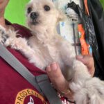 Malteser Lucky, 01/2023, ca. 25-30 cm