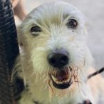 Mischling Mandarina, 03/2023, ca. 45 cm