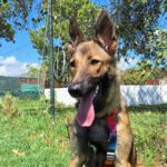 Malinois Mischling Mansa, 04/2024, ca. 65 cm