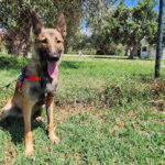 Malinois Mischling Mansa, 04/2024, ca. 65 cm