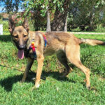 Malinois Mischling Mansa, 04/2024, ca. 65 cm