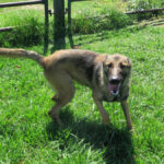 Malinois Mischling Mansa, 04/2024, ca. 65 cm