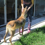 Malinois Mischling Mansa, 04/2024, ca. 65 cm