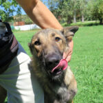 Malinois Mischling Mansa, 04/2024, ca. 65 cm