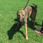 Malinois Mischling Mansa, 04/2024, ca. 65 cm