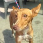 Podenco Mara, 04/2023, ca. 45 cm