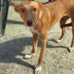 Podenco Mara, 04/2023, ca. 45 cm