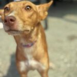 Podenco Mara, 04/2023, ca. 45 cm