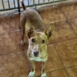 Podenco Mara, 04/2023, ca. 45 cm