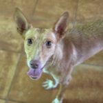 Podenco Mara, 04/2023, ca. 45 cm