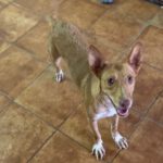Podenco Mara, 04/2023, ca. 45 cm