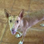 Podenco Mara, 04/2023, ca. 45 cm