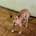 Podenco Mara, 04/2023, ca. 45 cm