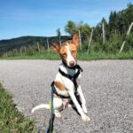 Podenco Mischling Marcos, 10/2023, ca. 48 cm, 82377 Penzberg