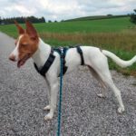 Podenco Mischling Marcos, 10/2023, ca. 48 cm, 82377 Penzberg