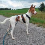 Podenco Mischling Marcos, 10/2023, ca. 48 cm, 82377 Penzberg