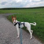 Podenco Mischling Marcos, 10/2023, ca. 48 cm, 82377 Penzberg