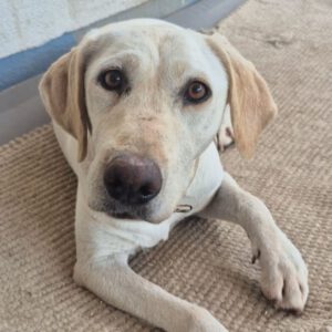 Labrador Marlene, 05/2021, ca. 50 cm,87634 Obergünzburg
