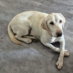 Labrador Marlene, 05/2021, ca. 50 cm,87634 Obergünzburg