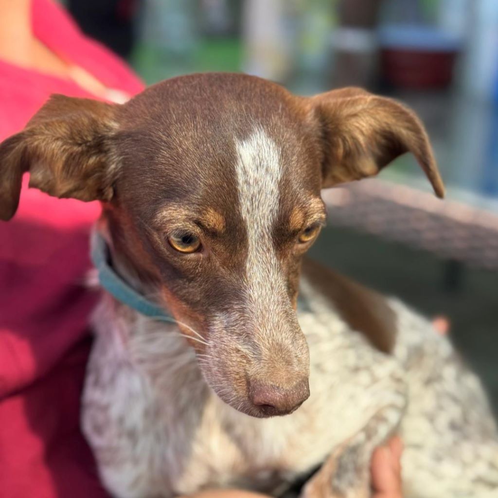 Podenco Mischling Mejicana, 04/2025, Endgröße ca. 45 cm