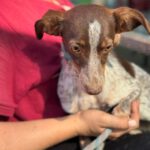 Podenco Mischling Mejicana, 04/2025, Endgröße ca. 45 cm
