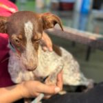 Podenco Mischling Mejicana, 04/2025, Endgröße ca. 45 cm