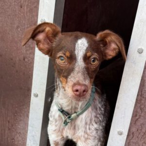 Podenco Mischling Mejicana, 04/2025, Endgröße ca. 45 cm