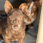 Podenco Maneto Mijita, 05/2014, ca. 35 cm