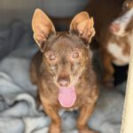 Podenco Maneto Mijita, 05/2014, ca. 35 cm