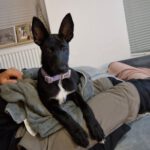 Malinois Mischling Minnie, 05/2025, Endgröße ca. 55- 60 cm, 21039 Escheburg