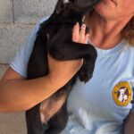 Malinois Mischling Minnie, 05/2025, Endgröße ca. 50- 60 cm