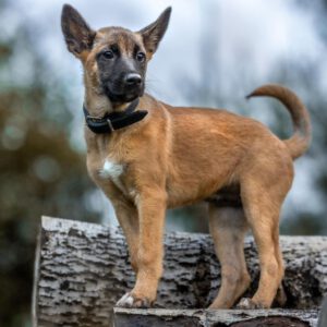 Malinois Mischling Molly, 03/2025, Endgröße ca. 55-65 cm, 82049 Pullach