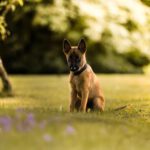 Malinois Mischling Molly, 03/2025, Endgröße ca. 55-65 cm, 82049 Pullach