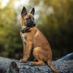 Malinois Mischling Molly, 03/2025, Endgröße ca. 55-65 cm, 82049 Pullach
