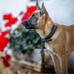 Malinois Mischling Molly, 03/2025, Endgröße ca. 55-65 cm, 82049 Pullach