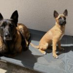 Malinois Mischling Molly, 03/2025, Endgröße ca. 55-65 cm, 82049 Pullach