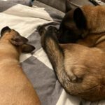 Malinois Mischling Molly, 03/2025, Endgröße ca. 55-65 cm, 82049 Pullach