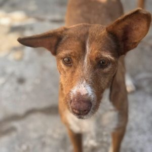Podenco Mona, 10/2023, ca. 45 cm