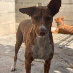 Podenco Mona, 10/2023, ca. 45 cm